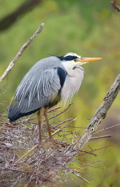 Státní Šedý Volavka Ardea Cinerea — Stock fotografie