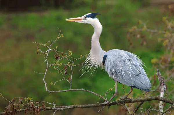 Státní Šedý Volavka Ardea Cinerea — Stock fotografie