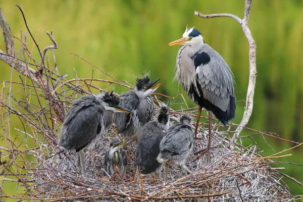 Garça Cinzenta Ardea Cinerea Família Ninho — Fotografia de Stock