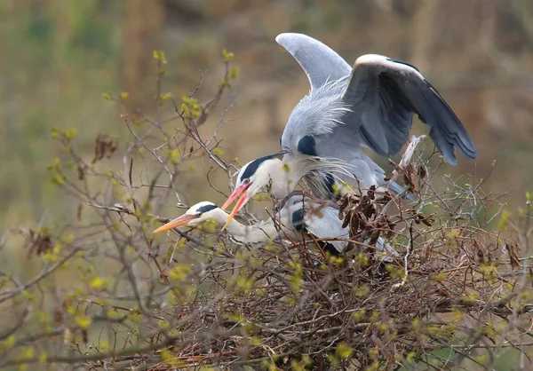 Garzas Grises Ardea Cinerea Apareamiento Nidos — Foto de Stock