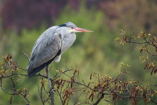 Majestic Grey Heron Ardea Cinerea — Stock Photo, Image