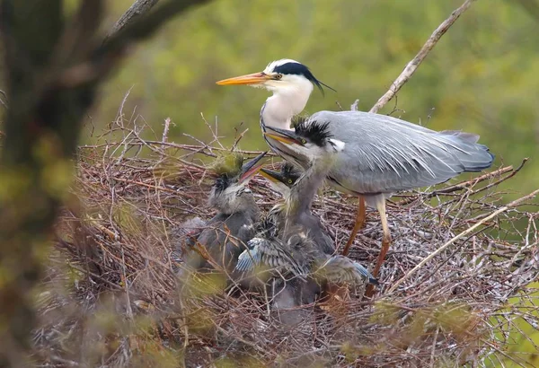 Garza Gris Ardea Cinerea Familia Nido — Foto de Stock