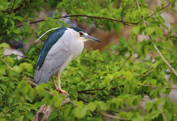 Preto Coroado Noite Garça Nycticorax Nycticorax — Fotografia de Stock