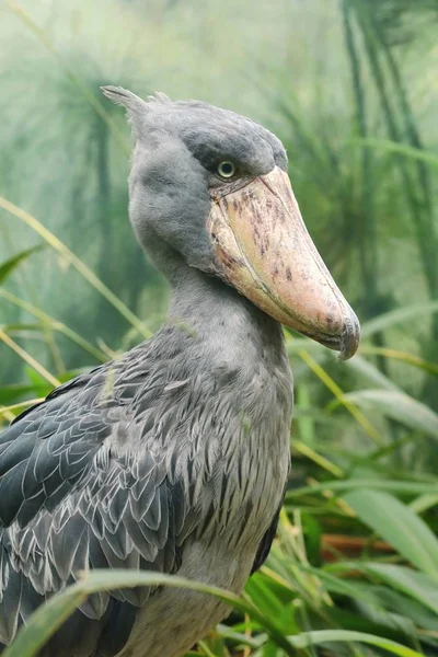 Strange Whale Leds Stork Balaeniceps Rex — Stockfoto