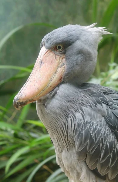 Zvláštní Velrybí Čáp Balaeniceps Rex — Stock fotografie