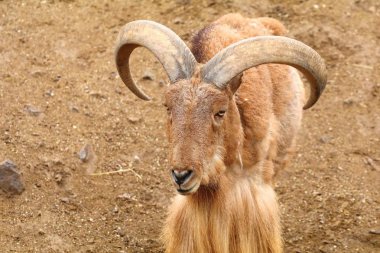 Çok kıllı Barbary koyun Aypiragus lervia