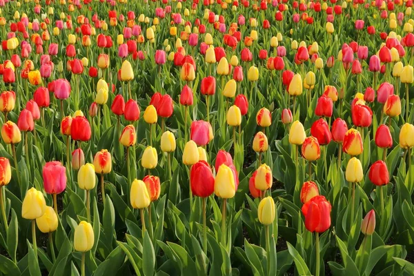 Jardin Plein Tulipes Bigarrées — Photo