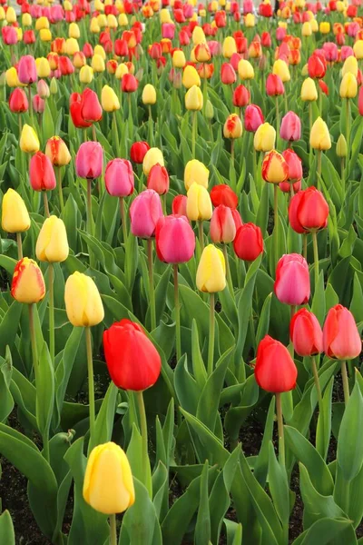Jardin Plein Tulipes Bigarrées — Photo