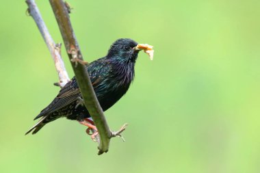 Yetişkin ortak Starling Sturnus vulgaris gıda ile