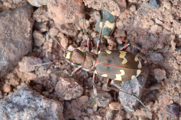 Makro Tygrysa Chrząszcz Cicindela Bulwiasta — Zdjęcie stockowe