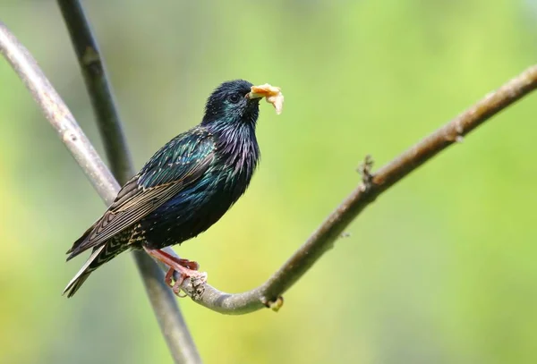 Ausgewachsener Sturnus Vulgaris Mit Nahrung — Stockfoto