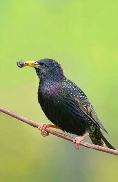 Dorosły Wspólne Starling Sturnus Vulgaris Jedzeniem — Zdjęcie stockowe