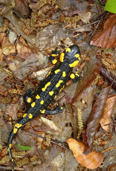 Beautiful fire salamander Salamandra salamandra