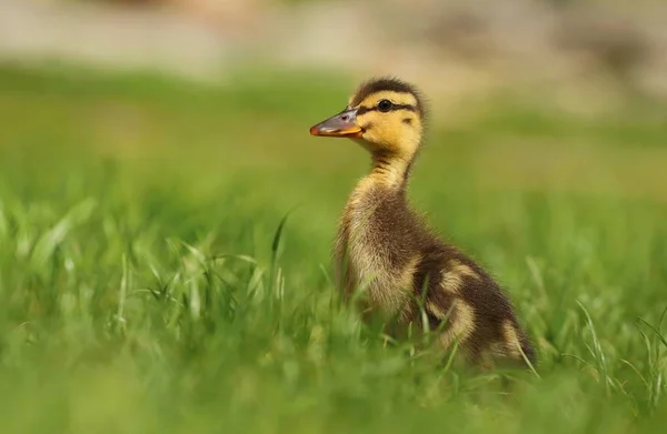 Adorável Bebê Patinho Grama — Fotografia de Stock