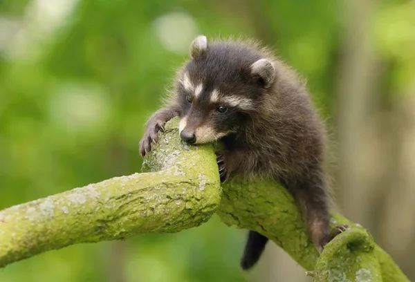 Adorable Mapache Bebé Procyon Lotor —  Fotos de Stock