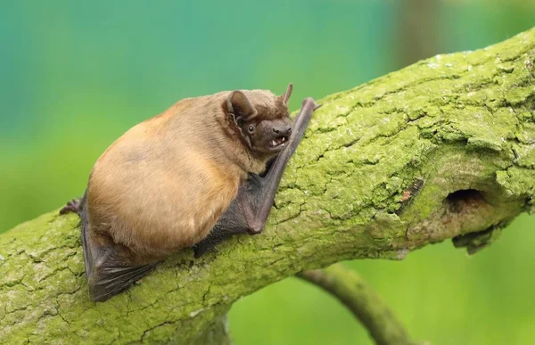 Erişkin common noctule Nyctalus noctula