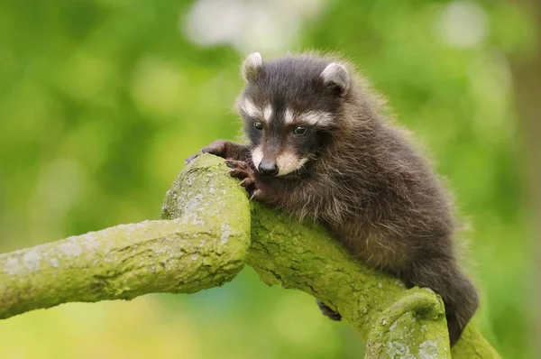Adorable Baby Raccoon Procyon Lotor — Stock Photo, Image