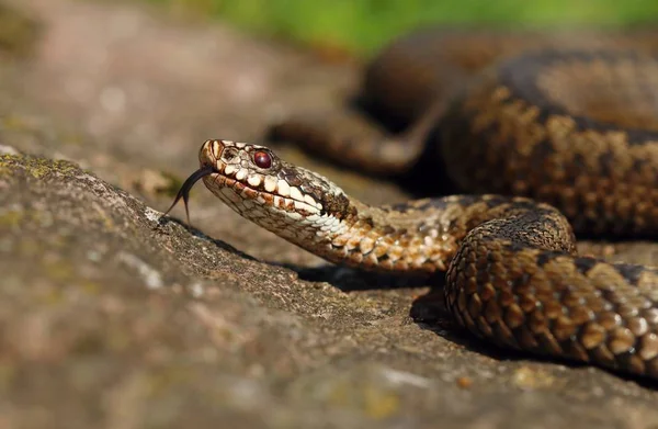 Gemeenschappelijke Europese Adder Vipera Berus — Stockfoto