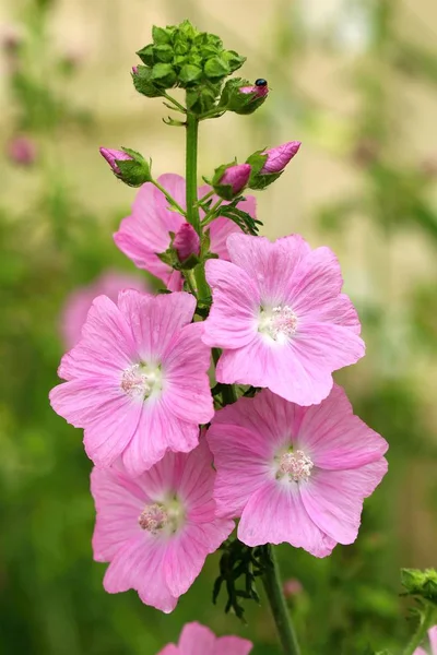 Healing pink flower Malva alcea