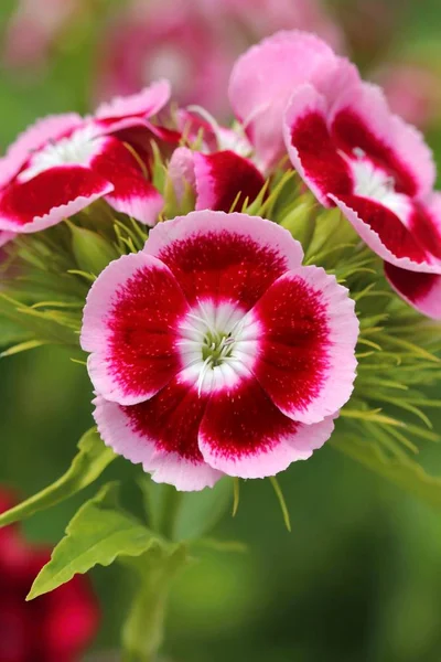 Flor Rosa Dianthus Barbatus Flor — Fotografia de Stock