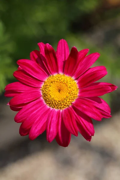 Šarlatová Daisy Pyrethrum Roseum Květu — Stock fotografie