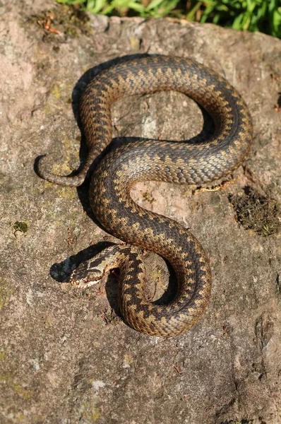 Vejiga Europea Común Vipera Berus —  Fotos de Stock