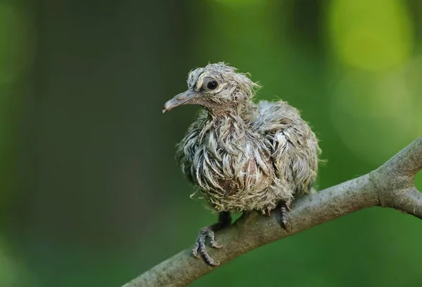 Bebê Eurasian Colarinho Pomba Streptopelia Decaocto — Fotografia de Stock