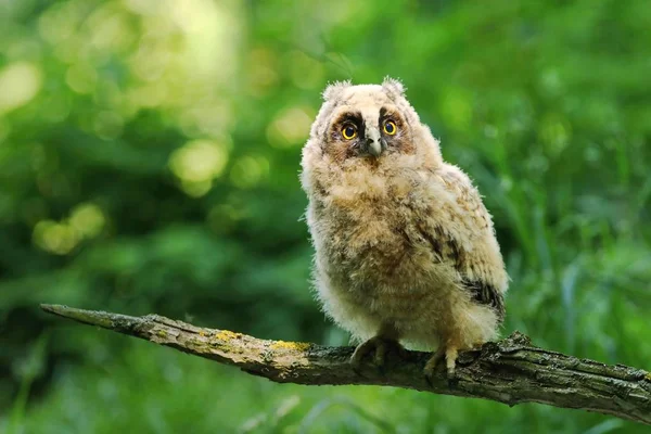 Jonge Lange Phayre Owl Asio Otus — Stockfoto
