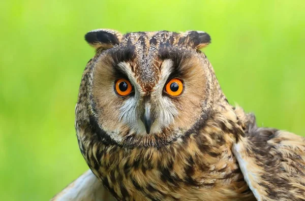 Adult Long Eared Owl Asio Otus — Stock Photo, Image