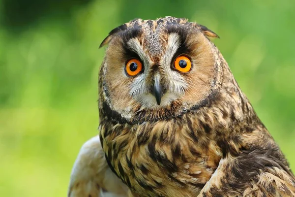 Búho Oreja Larga Adulto Asio Otus — Foto de Stock