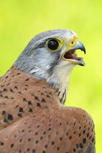 Faucon Crécerelle Mâle Falco Tinnunculus — Photo