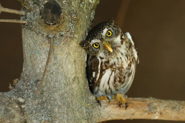 Syczak Zwyczajny Glaucidium Passerinum — Zdjęcie stockowe