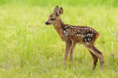 Sevimli geyik yavrusu Capreolus Capreolus