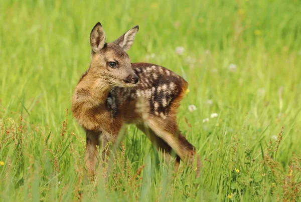 Ovelhas Adoráveis Cervo Fawn Capreolus Capreolus — Fotografia de Stock