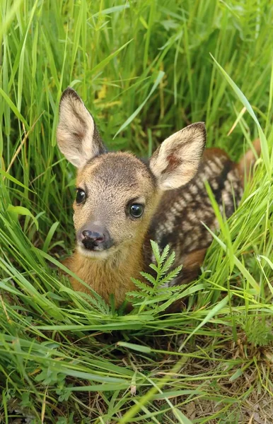 Adorabile Capriolo Capriolo Capreolo Capriolo — Foto Stock