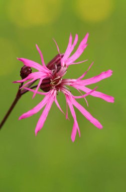 Meadow flower Ragged Robin Lychnis flos-cuculi clipart