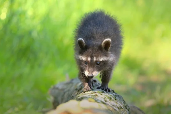 Lindo Bebé Mapache Procyon Lotor Rama — Foto de Stock