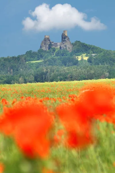 Kastil Trosky Dengan Poppy Umum Bohemian Paradise — Stok Foto