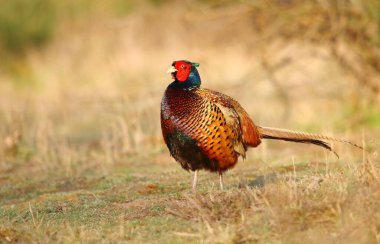 Yaygın sülün Phasianus Colchicus