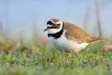 The little ringed plover Charadrius dubius clipart
