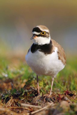 Küçük halkalı pulluk Charadrius dubius