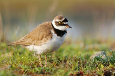 Küçük halkalı pulluk Charadrius dubius