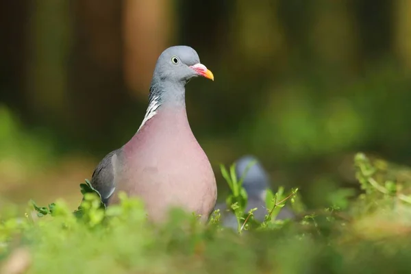 Common Wood Pigeon Columba Palumbus — Stock Photo, Image