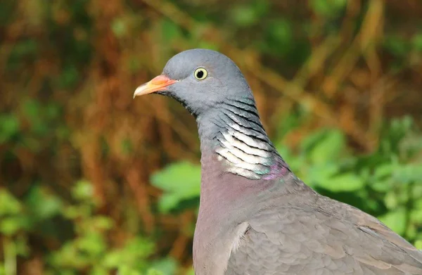 Die Gemeine Waldtaube Columba Palumbus — Stockfoto