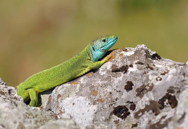 European Green Lizard Lacerta Viridis — Stock Photo, Image