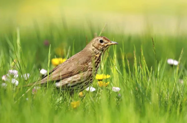 European Song Thrush Turdus Philomelos — Stock Photo, Image