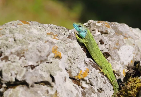 Европейская Зелёная Ящерица Lacerta Viridis — стоковое фото