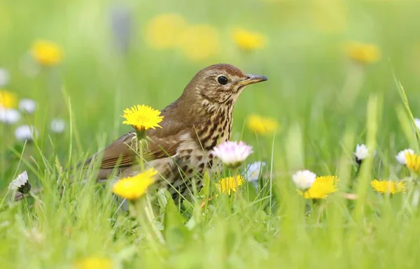 European Song Thrush Turdus Philomelos — Stock Photo, Image