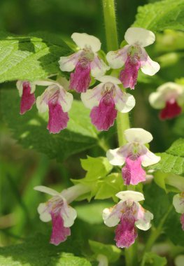Avrupalı piç kurusu Melittis melissophyllum 