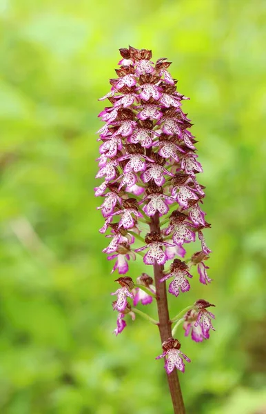 Pani Orchidea Orchidea Purpurowa — Zdjęcie stockowe